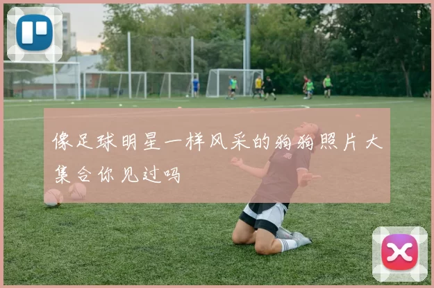 像足球明星一样风采的狗狗照片大集合你见过吗